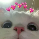 cat12