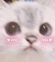 cat13