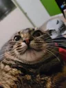 ElGato