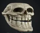 skull4