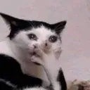 Catcri catcri Discord Emoji