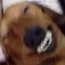happydoge happydoge