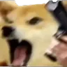 angrydog