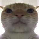 catfunny Discord Emoji