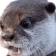 ottershock ottershock
