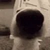 sniff