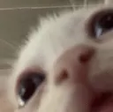 catpeek