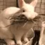 Lapin