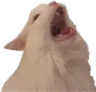 cat_0