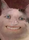 haroldcat Discord Emoji