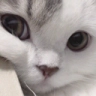 TEA_3catbored Discord emoji
