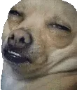 DogDumbass