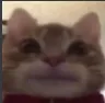 Catstare