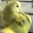 BudgieAttack Discord emoji