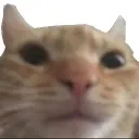 bruhcat