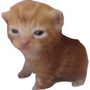 oito