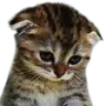 sadcat