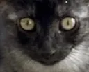 catohno