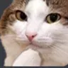 catohmy