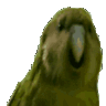 parot
