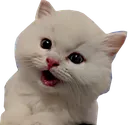 RWsaywhat