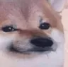 dog_1