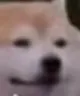 dog_2