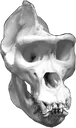 upbeatskull