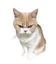 ANGWY