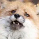 worryfluff