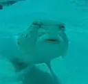 bruhfish