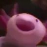 LMT_AxolotlPoggers Discord Emoji