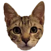 winstonkitten