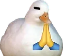 duckpray
