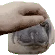 laesrub