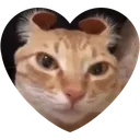 heartcat heartcat
