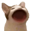 popCat popCat