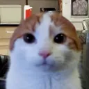 unfunnycatphoto