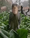 Shoebill_1 Shoebill_1