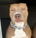 Lightskindog