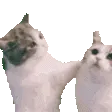 AEMJ_CatKiss