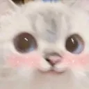 KU_CatBlush