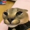 Floppa Discord emoji