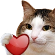 KoteLove Discord emoji