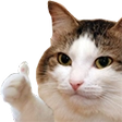 KoteOk Discord emoji
