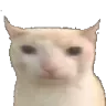 bruhcat bruhcat