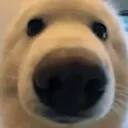 smehuhubldee