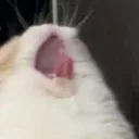 AWAAA