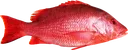 red_snapper