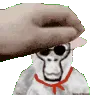 bodapetfast